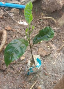 Jackfruit Plant Sapling