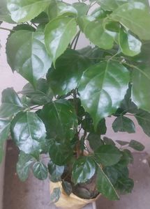 China Doll / Redermachera Plant