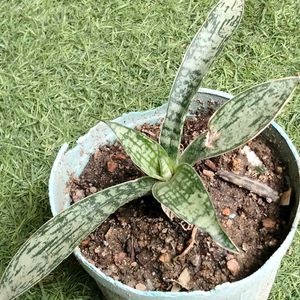 2 Rare Sansevierias N Two Adenuim