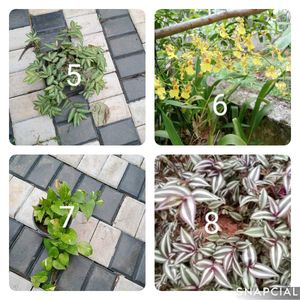 You Can Select 10 Live Root Plants