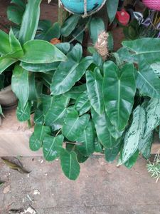 Philodendron With Roots