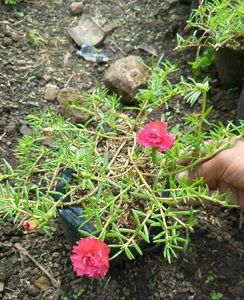 Portulaca Mixed Plant