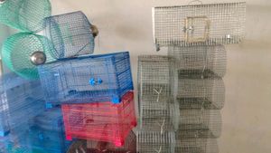 Parrots Cage (Pijara)