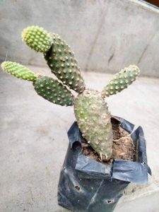 Cactus And Secculents Combo