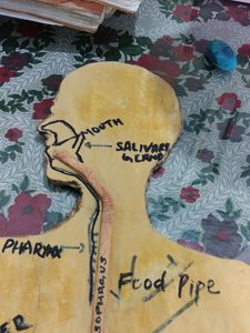Human Digestive System 3D Model
