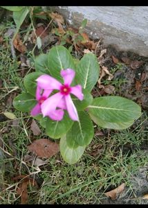 Madagascar Periwinkle Flower 🌸.
