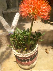 Foot Ball Lilly Flower Plant With Root