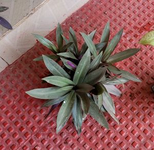 3 Set Moses Cardle, purple Heart ,Pandanus veitchi