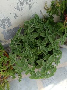 Mexican Mint Plant Branch