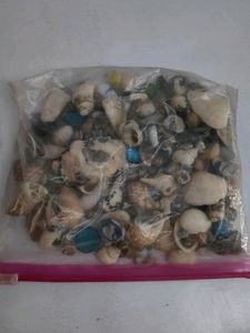 Sea Shells