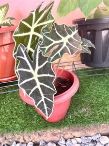 Alocasia amazonica same plant
