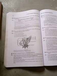 Science And Mathematics NCERT examplar Class 10