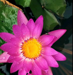 Tropical Water Lily
