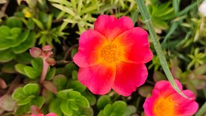 8 Colour Combo Portulaca