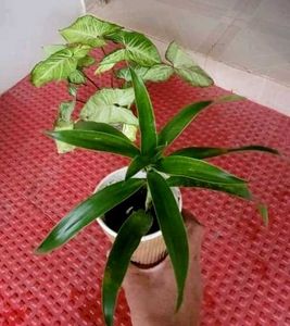 Set 3 Arrowhead &amp; Dracaena Dragon Plants