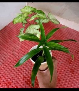 Pack 2 Arrowhead & Callisia Fragrans: Plants & Pot