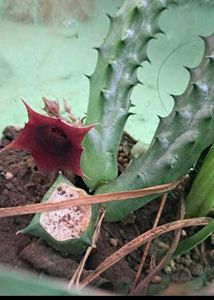 15 Plant Pack (Free Shipping)