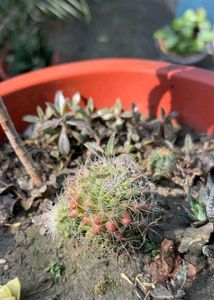 Mammillaria Cactus