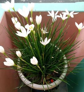 Rain Lily