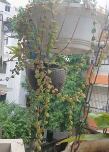 Tangled Heart