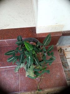10 Live Root Plants