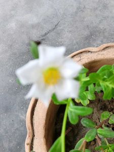 Two Colours Single Petal Portulaca