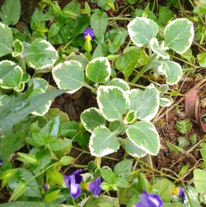 Variegated Mexican Mint