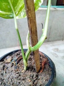 Indoor And Varigated Plants Combo