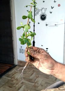 4 Rooted Plant