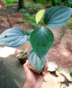 Pepper Plant (Kaali Mirch)