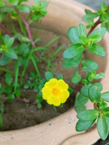 Yellow Portulaca
