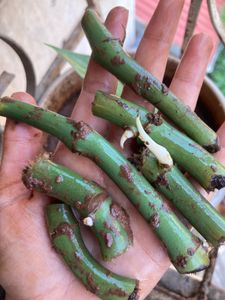 Swiss Cheese Plant (monstera Cutting)