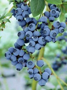 Bleeding Heart With Avocado And Blueberry Combo