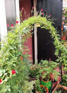 Cypress &amp; cockscomb flower plant and seeds