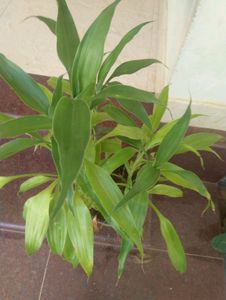 11 Live Root Plants