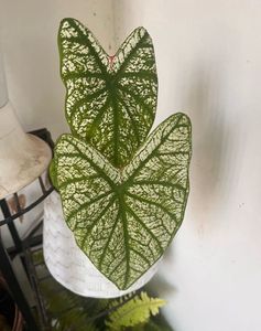 White Xmas Caladium