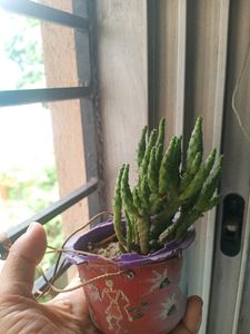 Semi Indoor Cactus