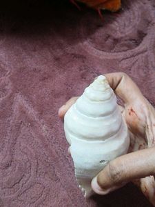 White Shankh Conch Shell
