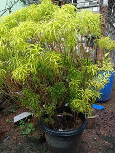 Aralia Plant