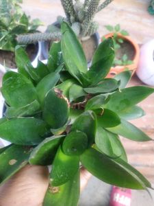 Black Sensevieria Plant