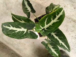 Varigated Air Purifying N Hanging Plants Combo