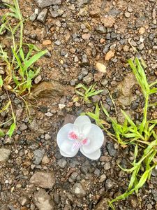 orchid multipurpose clip