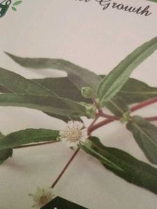 The Forest Herbs Bhringraj