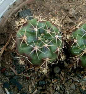 Combo Plants for Pramod