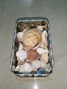 Exotic Shell Collections