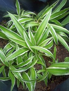 Spider Plant