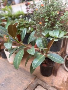 Rubber Plant Whole Rooted Live Plan