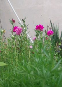 Miss 9 AM  , Portulaca, Purslene