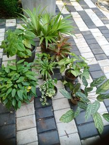 10 Live Root Plants