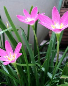Pink Rain Lily